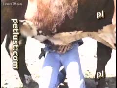 In the sun, a cowboy copulates his cow.